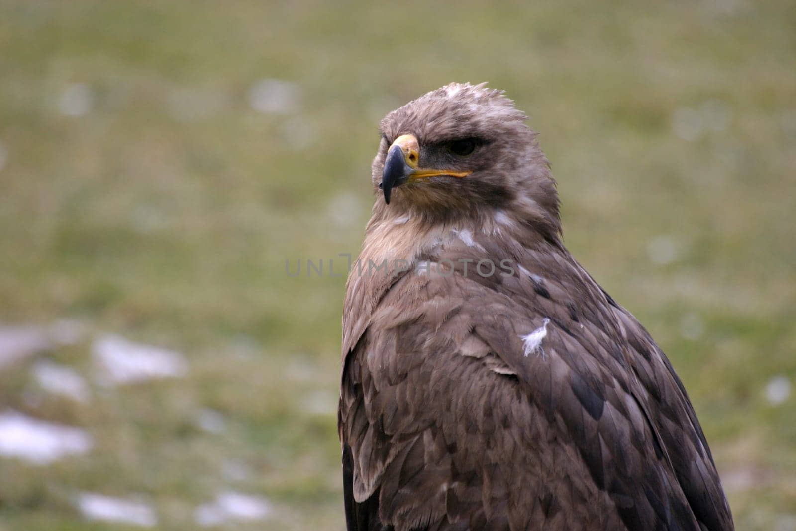 Eagle Portrait