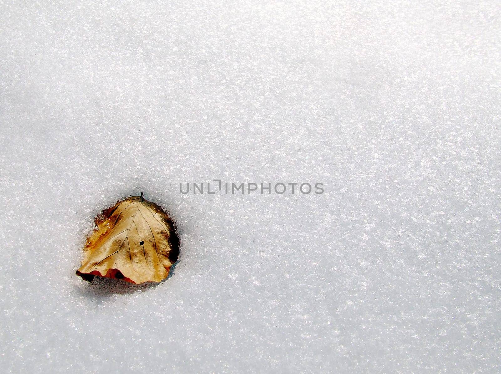 In the snow