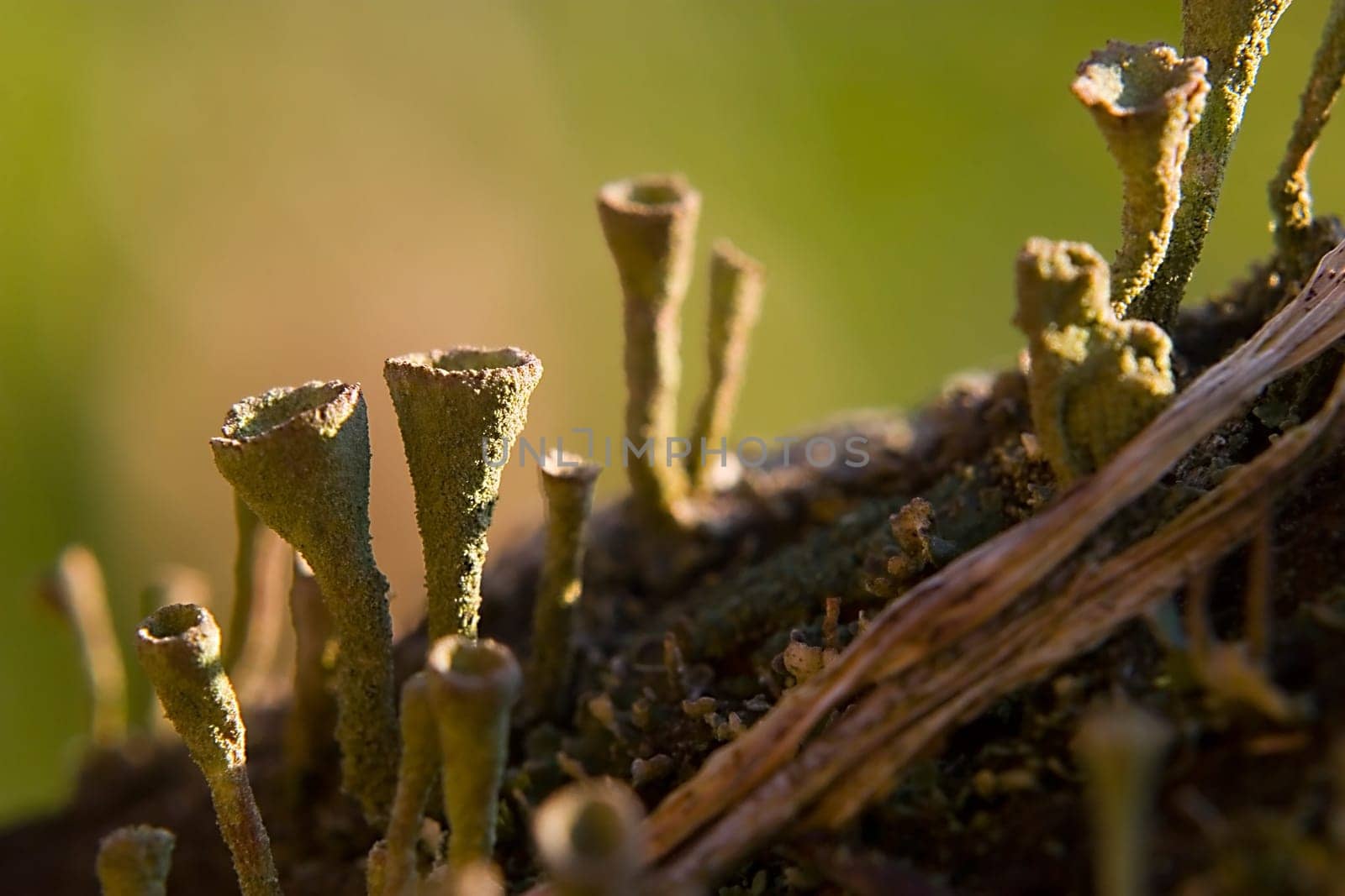 Macro of a goblet,90mm macro lens + 2x converter + 10+ close-up lens