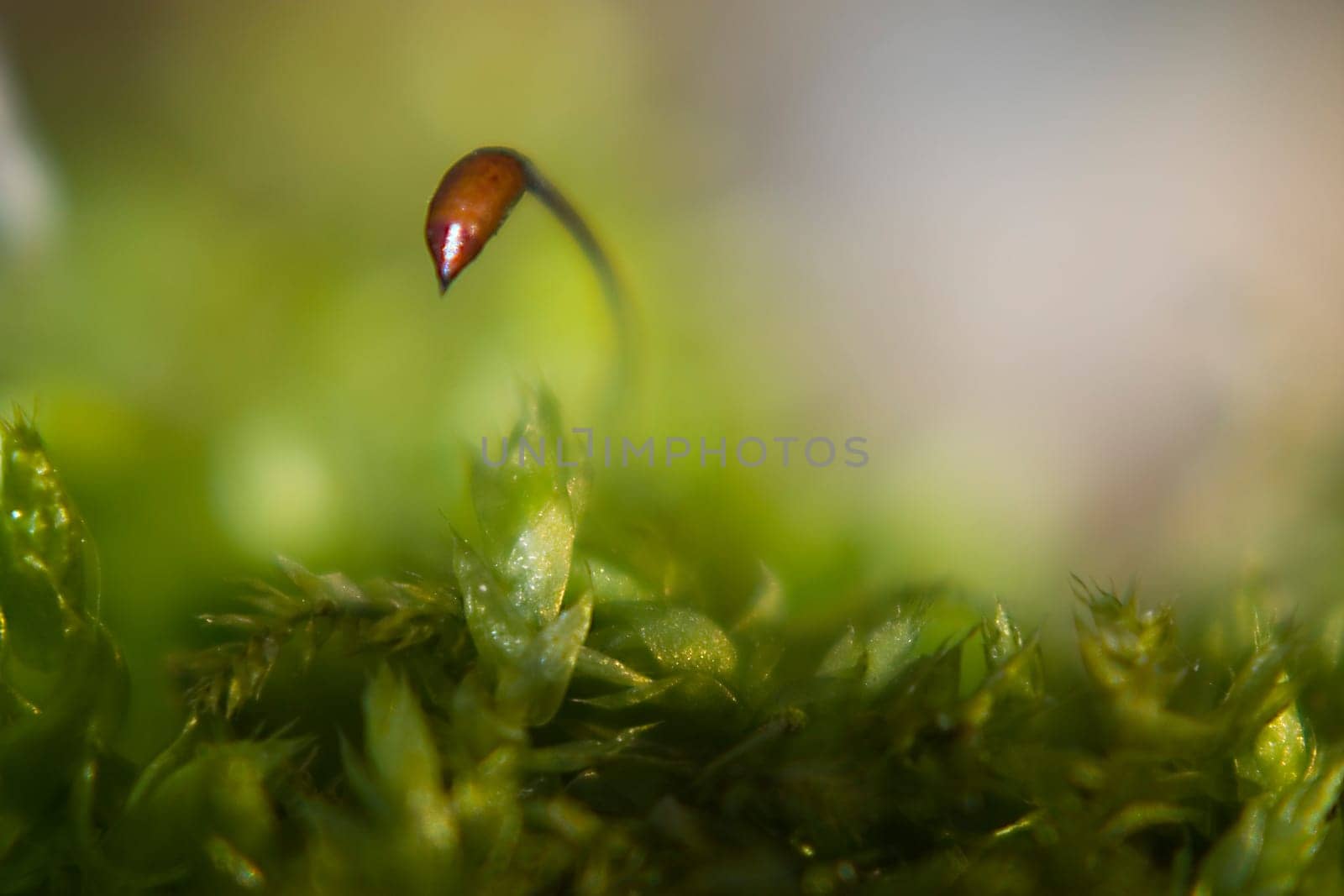 90mm macro + 2x converter + 10+close-up lens