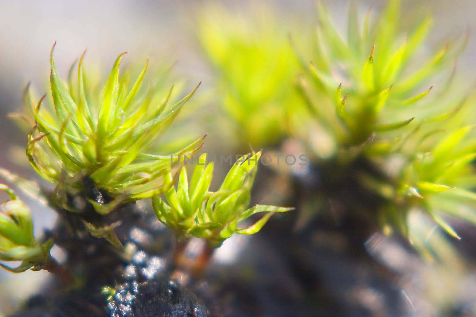 90mm macro lens + 4+ close-up lens