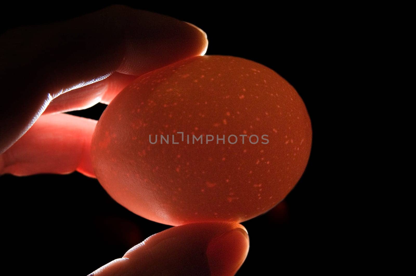 Chicken egg 01