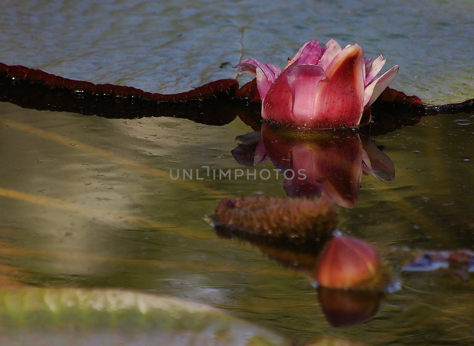 victoria amazonica