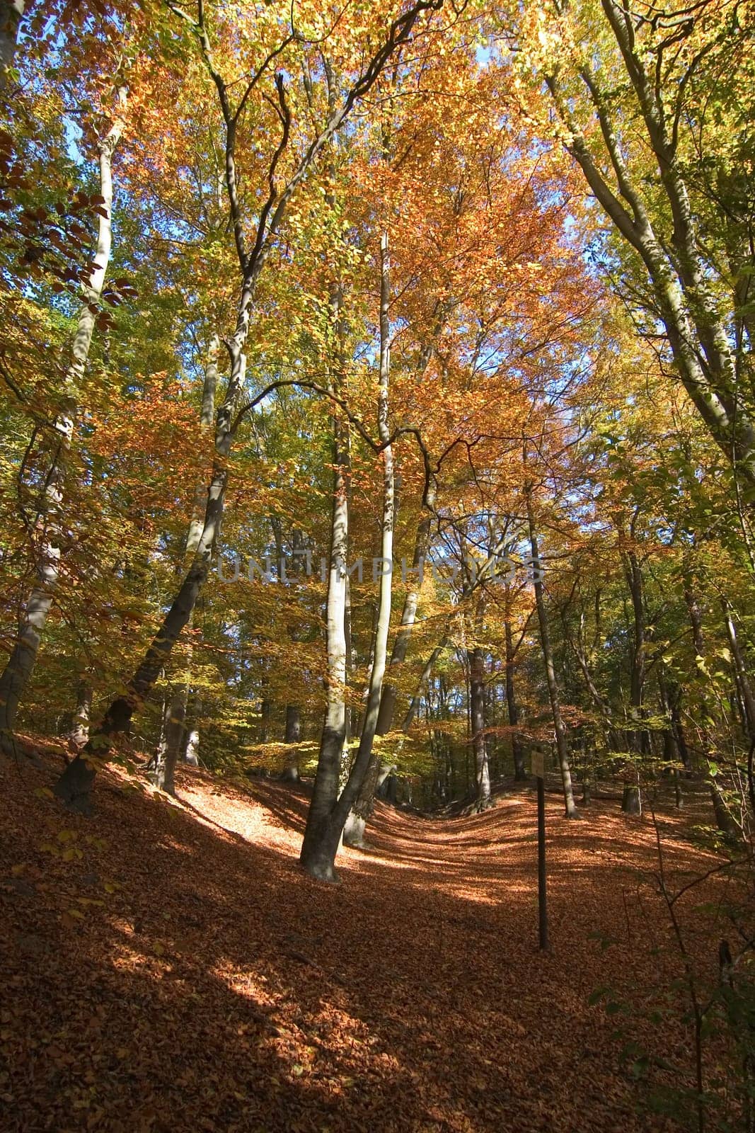 forest path