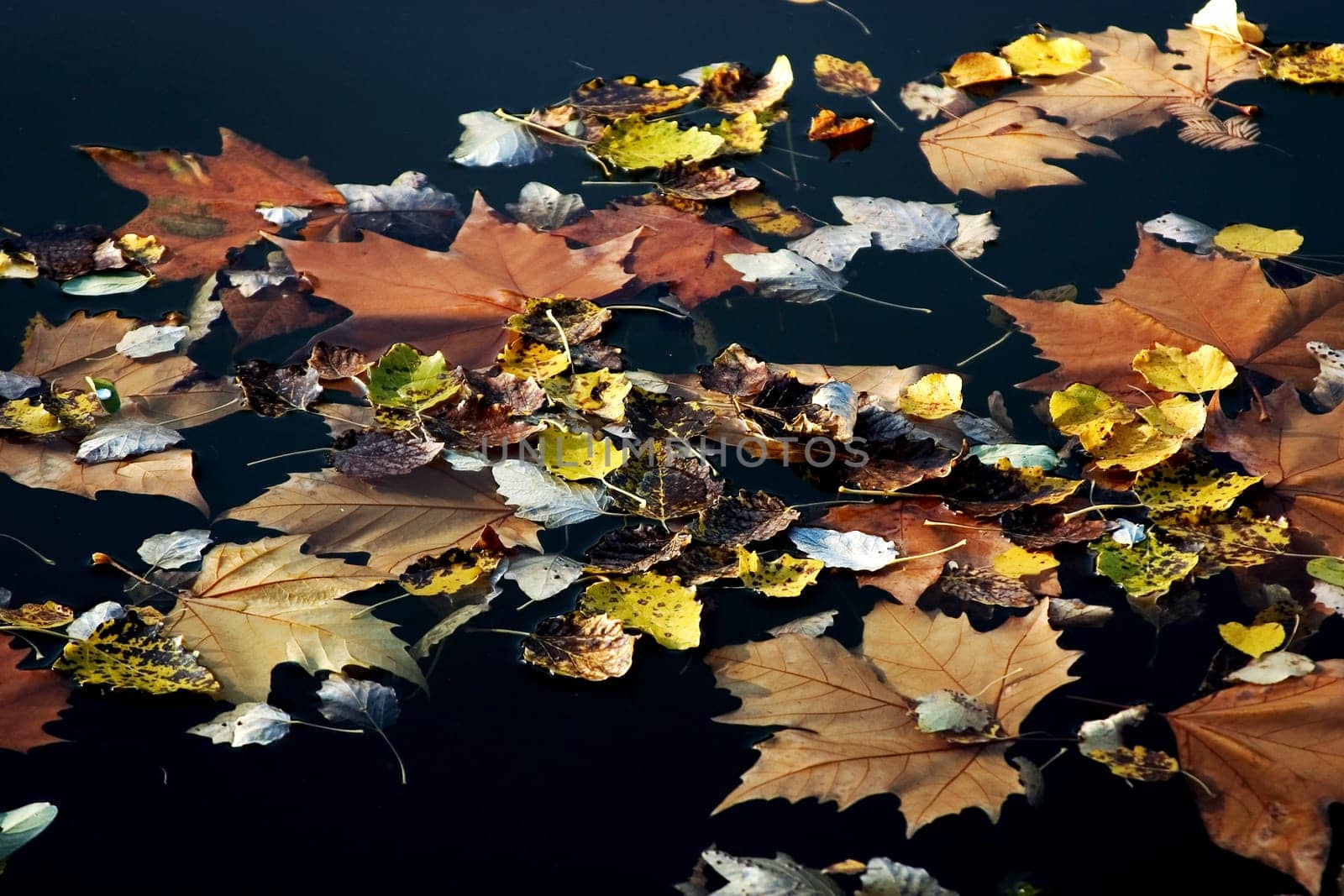 Autumn water
