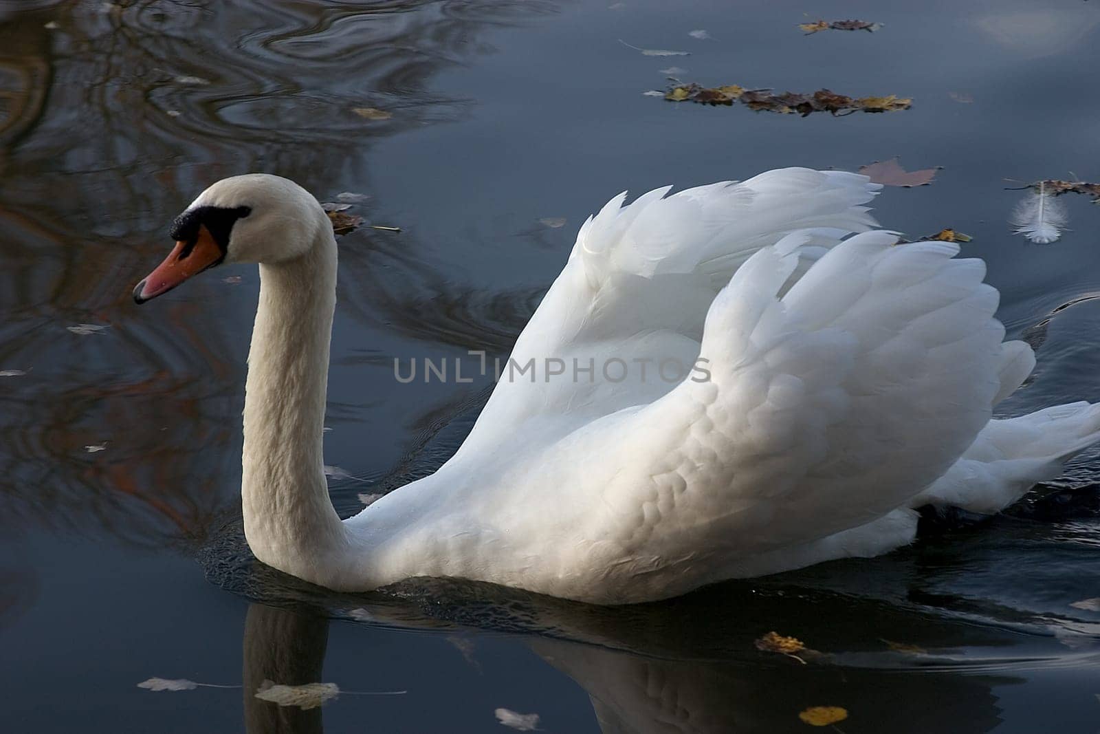 Swan on the move