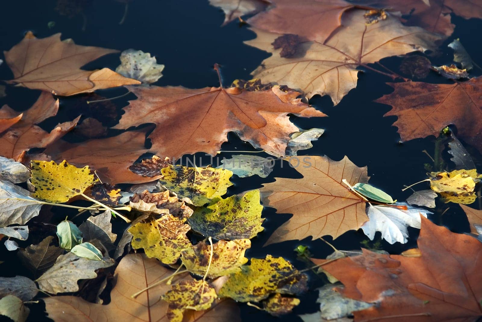 Foliage in the water
