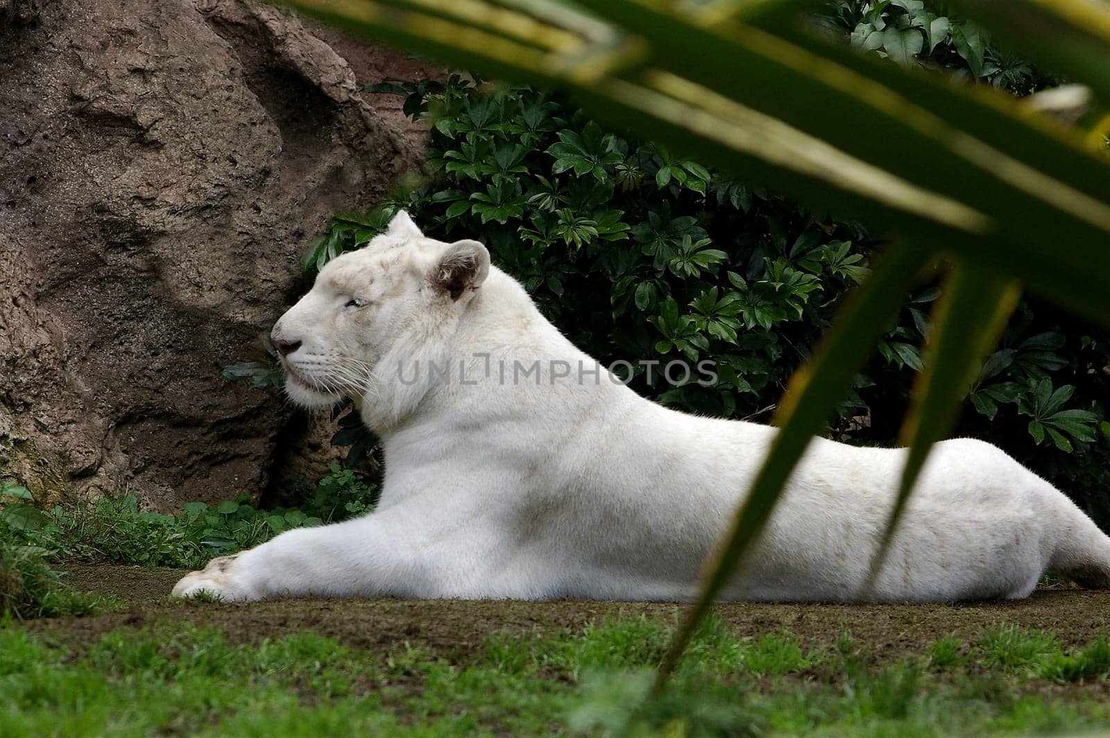 Siesta