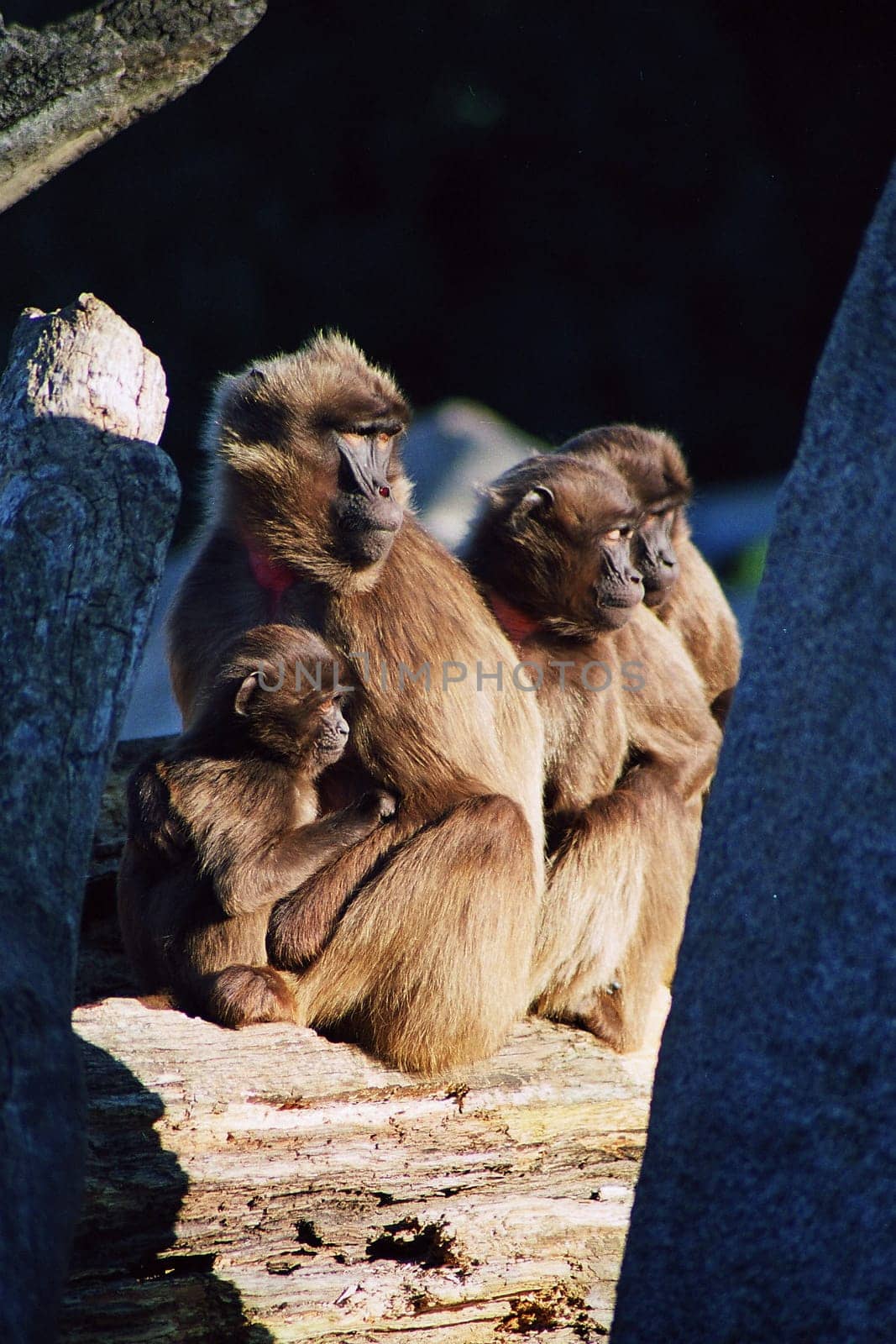 Monkey family
