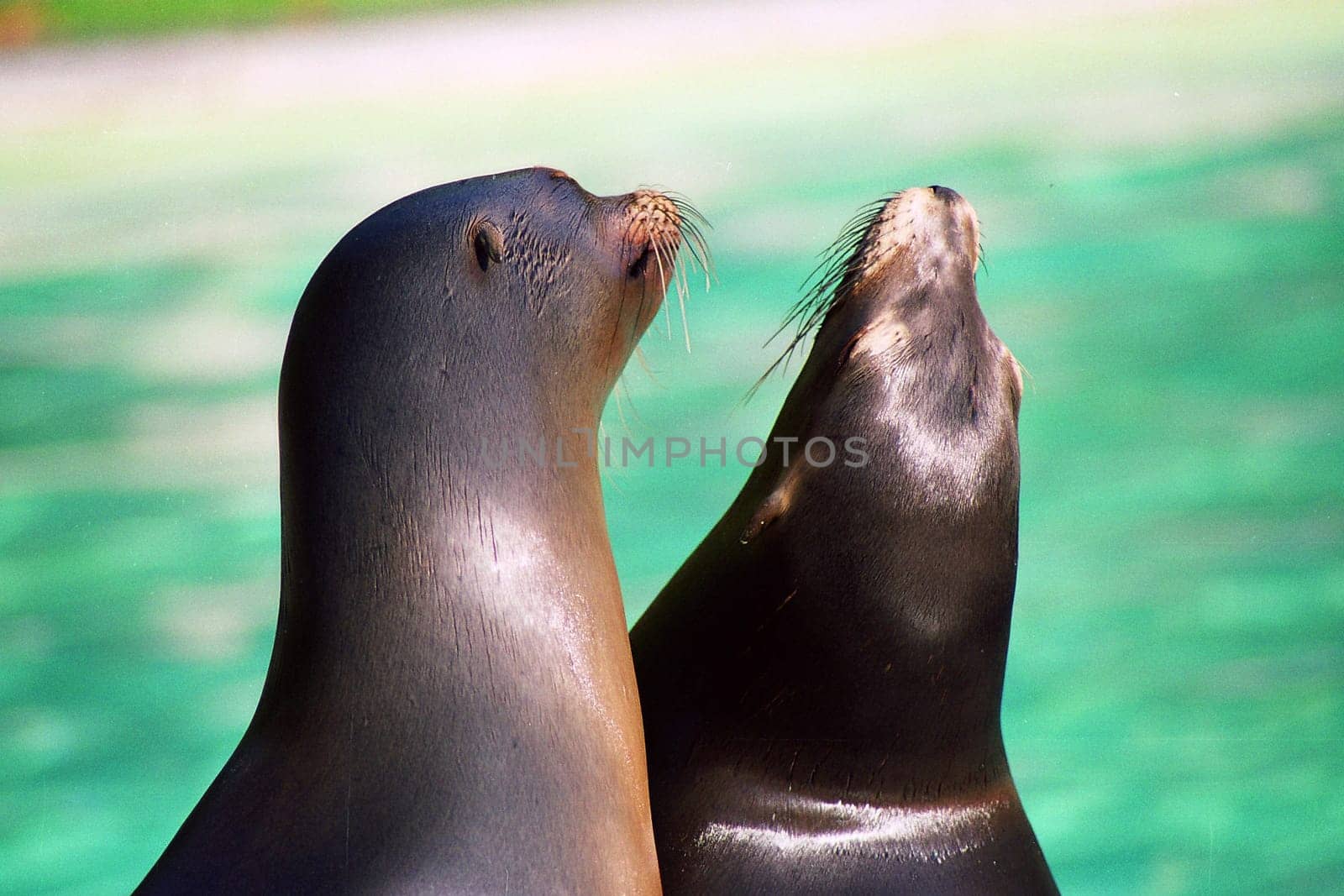 Seals