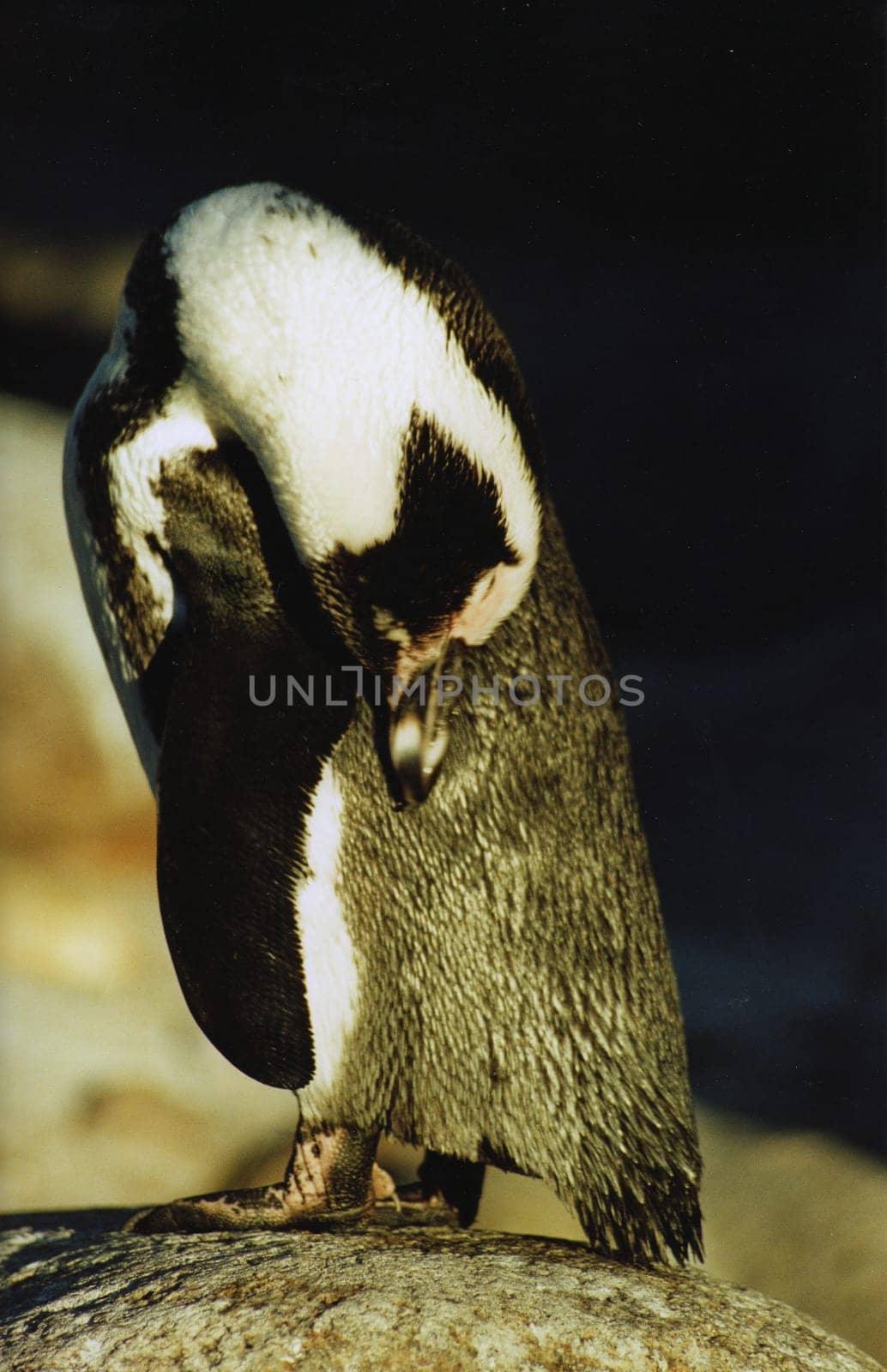 Penguin