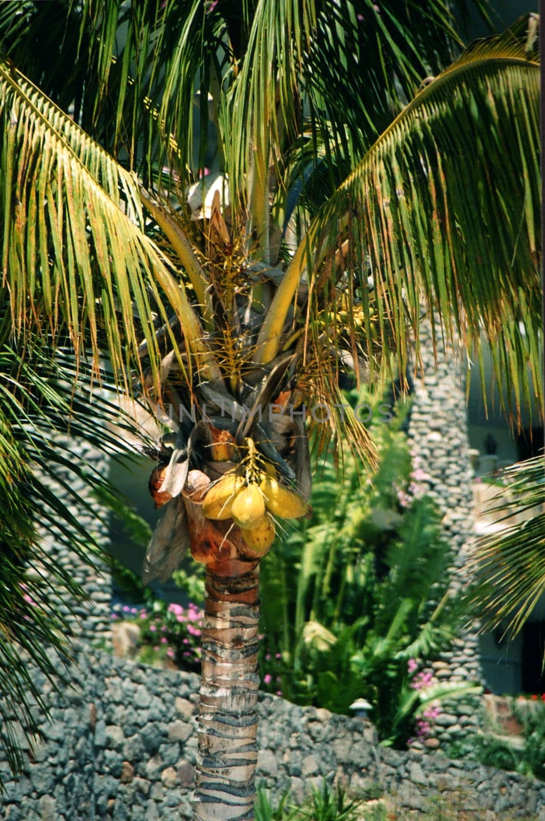 Palm tree