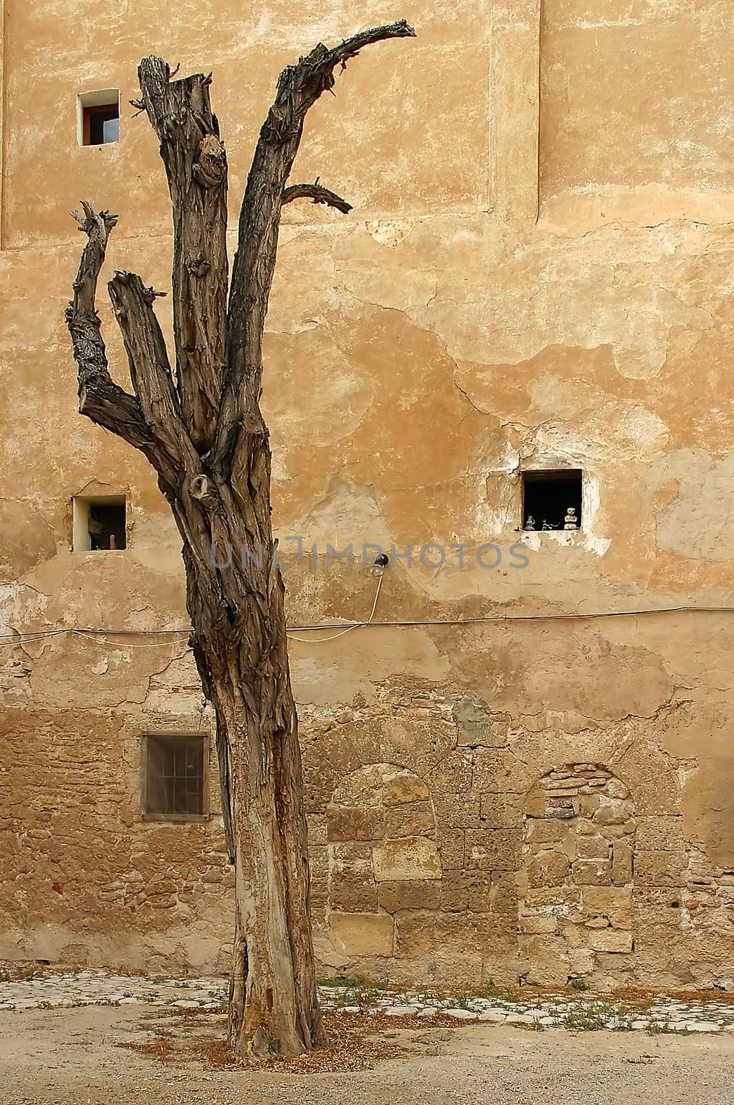 Withered tree