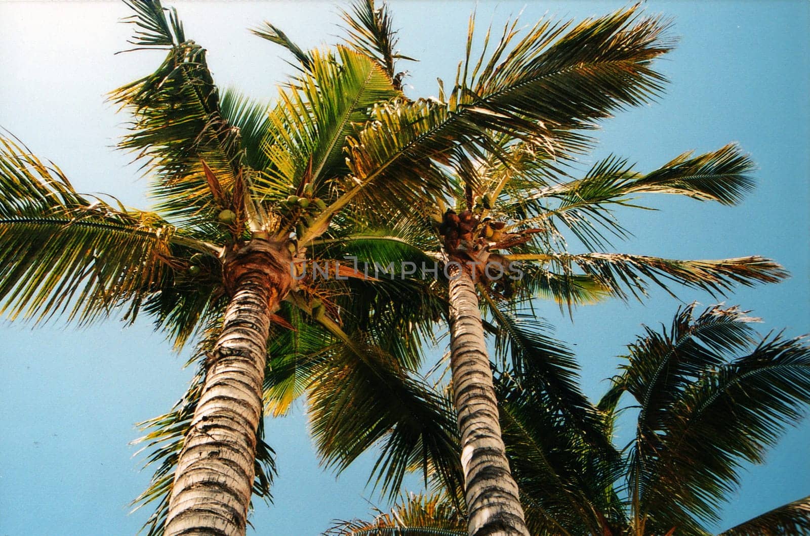 Palm trees