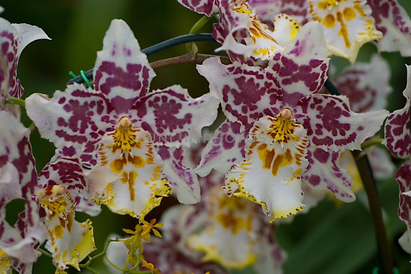 Orchids