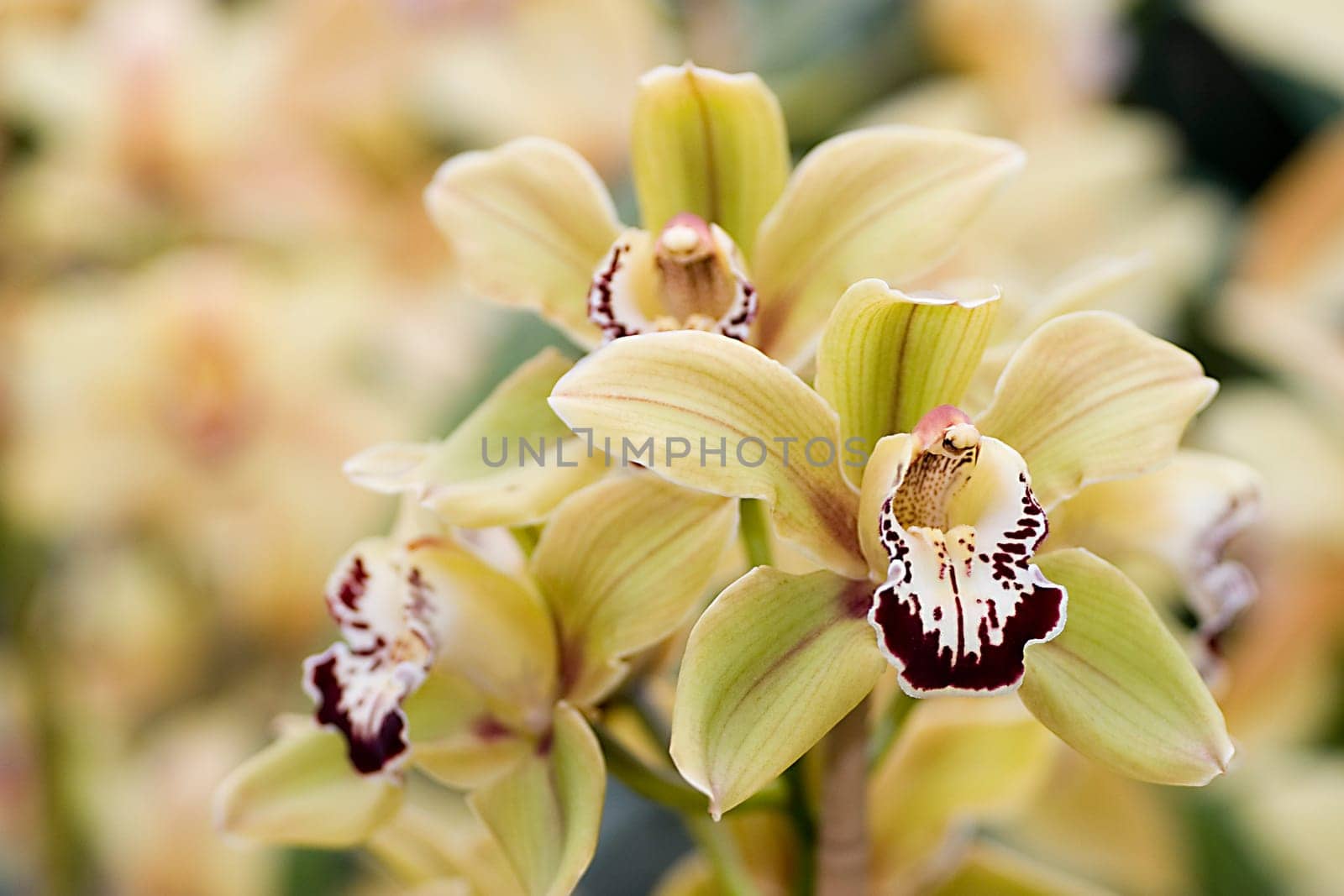 yellow orchid