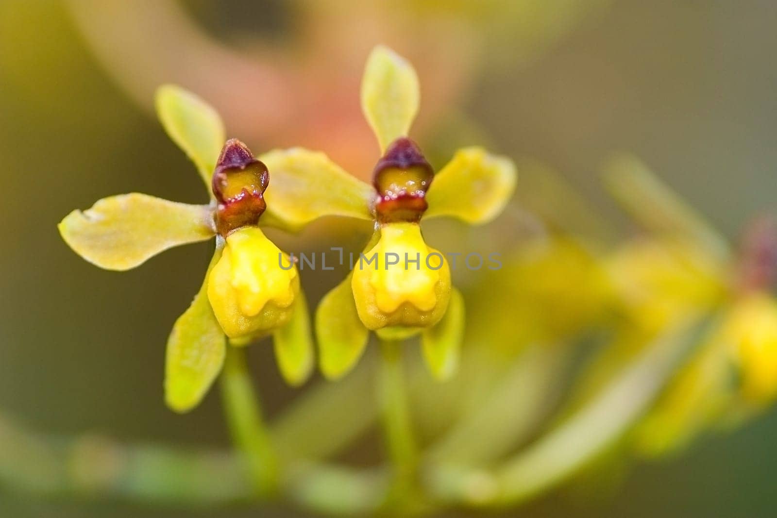Yellow orchid