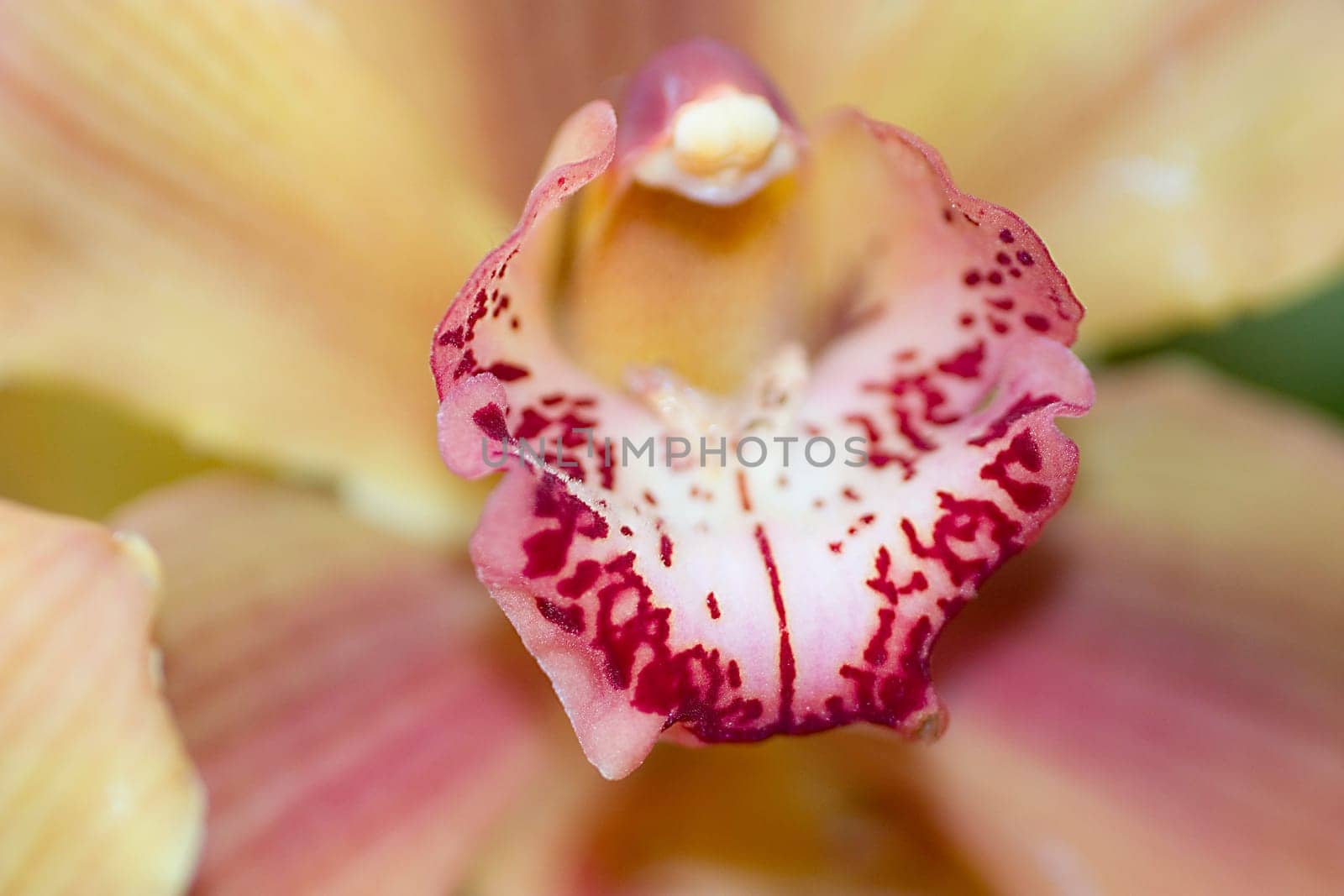 Close-up of an orchid