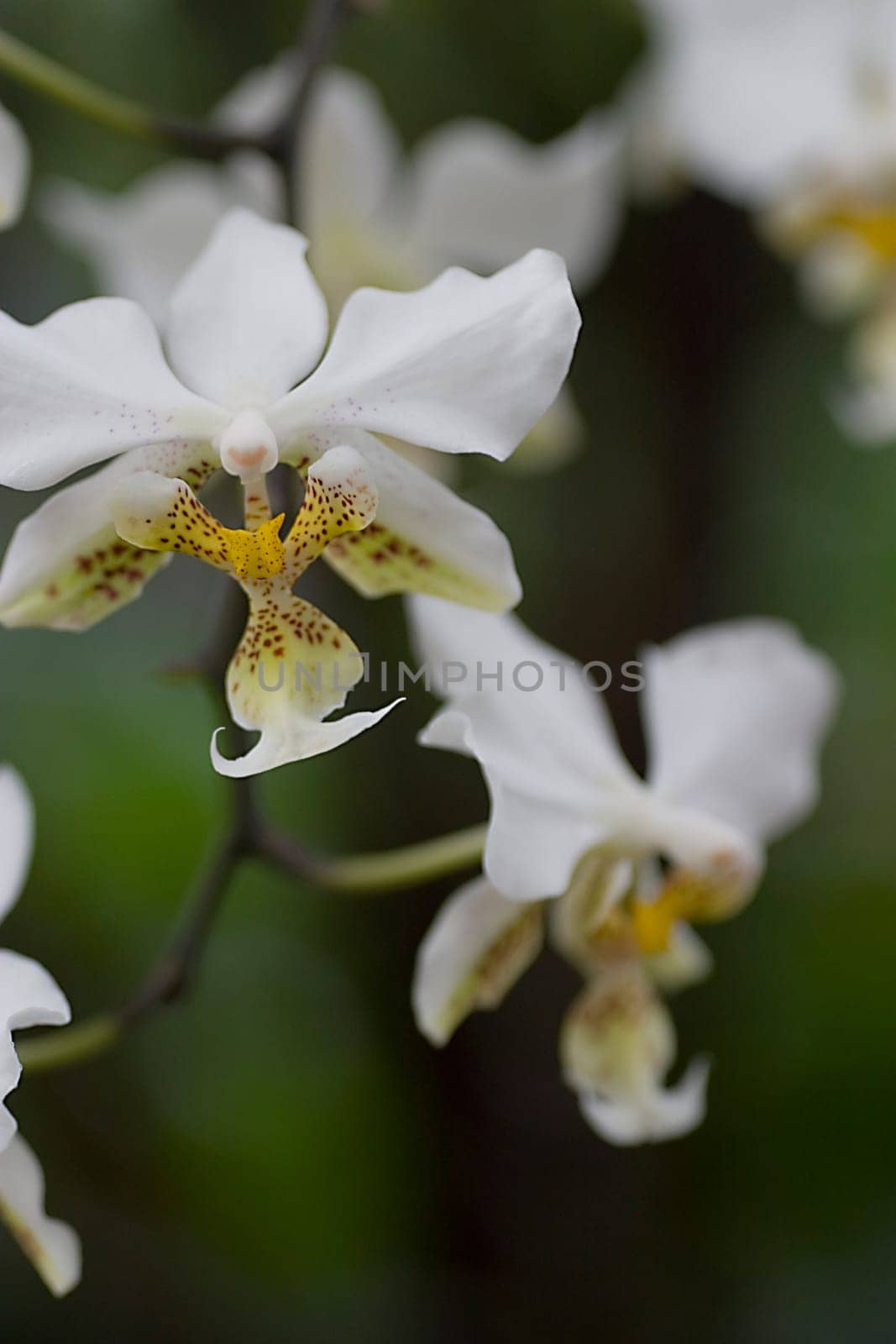 white orchid