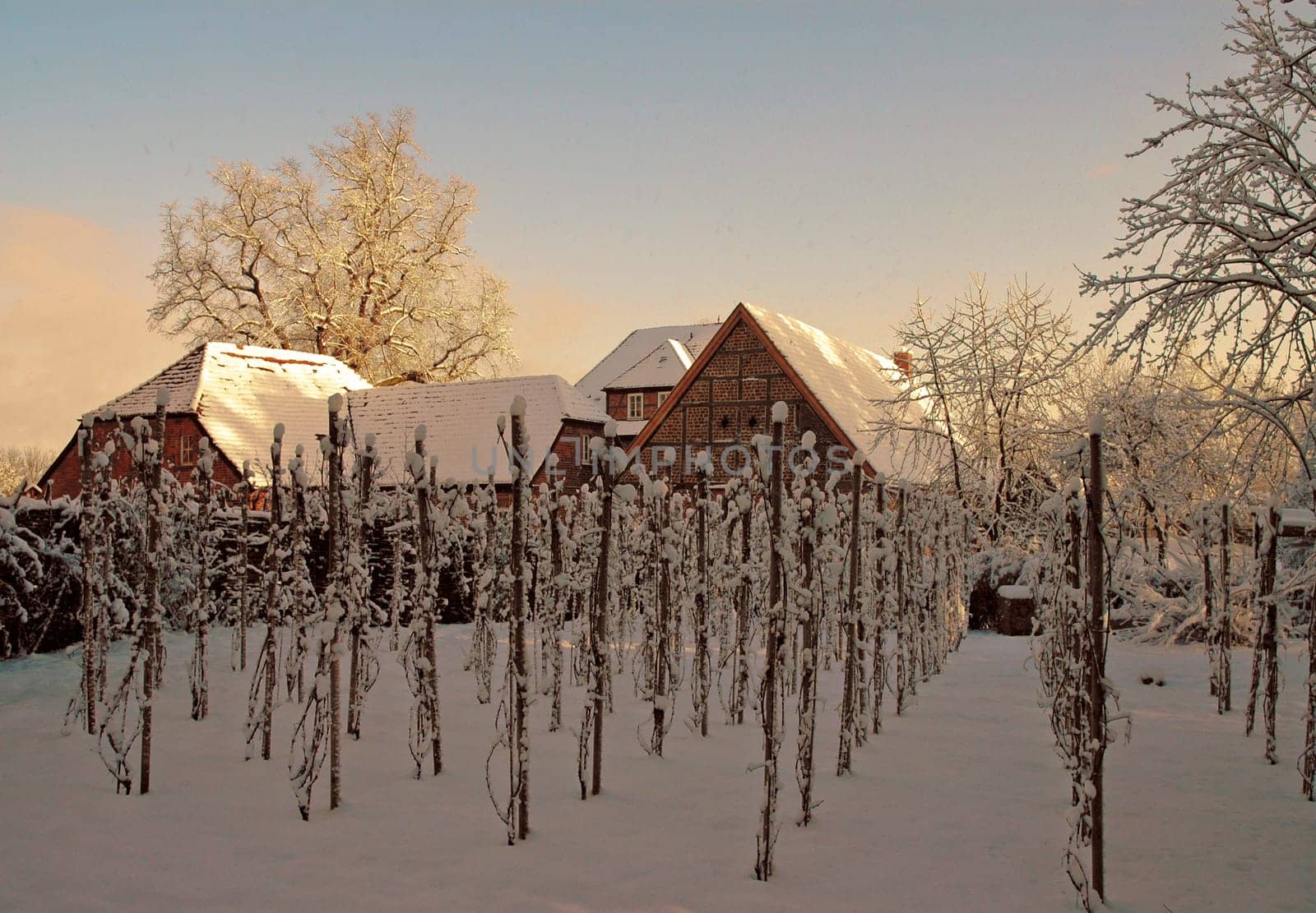 Here is a view of the inner courtyard of our castle.One would think that no wine can be grown in the north,but since March 2004 our "Stargarder Land"" has been the northernmost certified wine-growing region. Unfortunately,I tasted the drop"