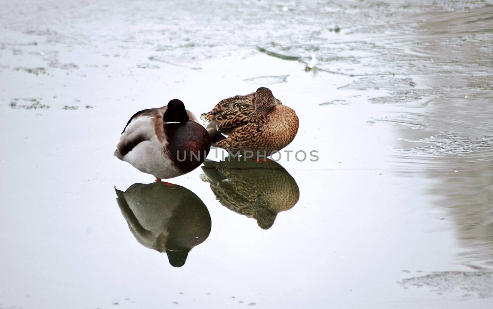 These two put their heads in their feathers when they heard the weather forecast for next week. They certainly only stretch them out again when the ice melts and the sun shows itself again