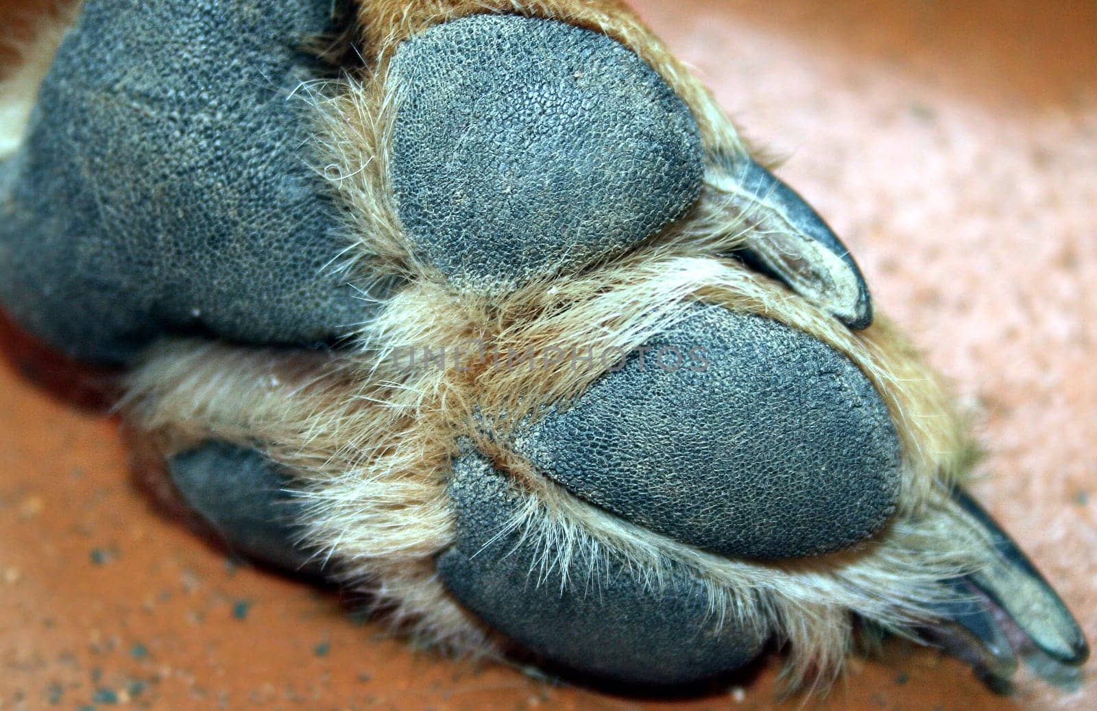 a part of my dog