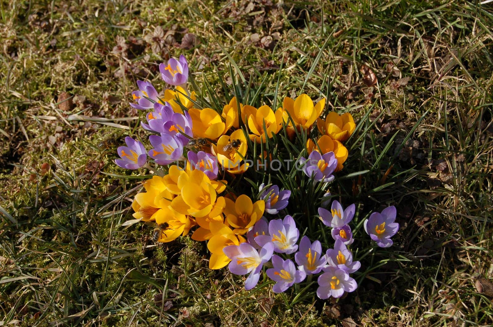 Crocus