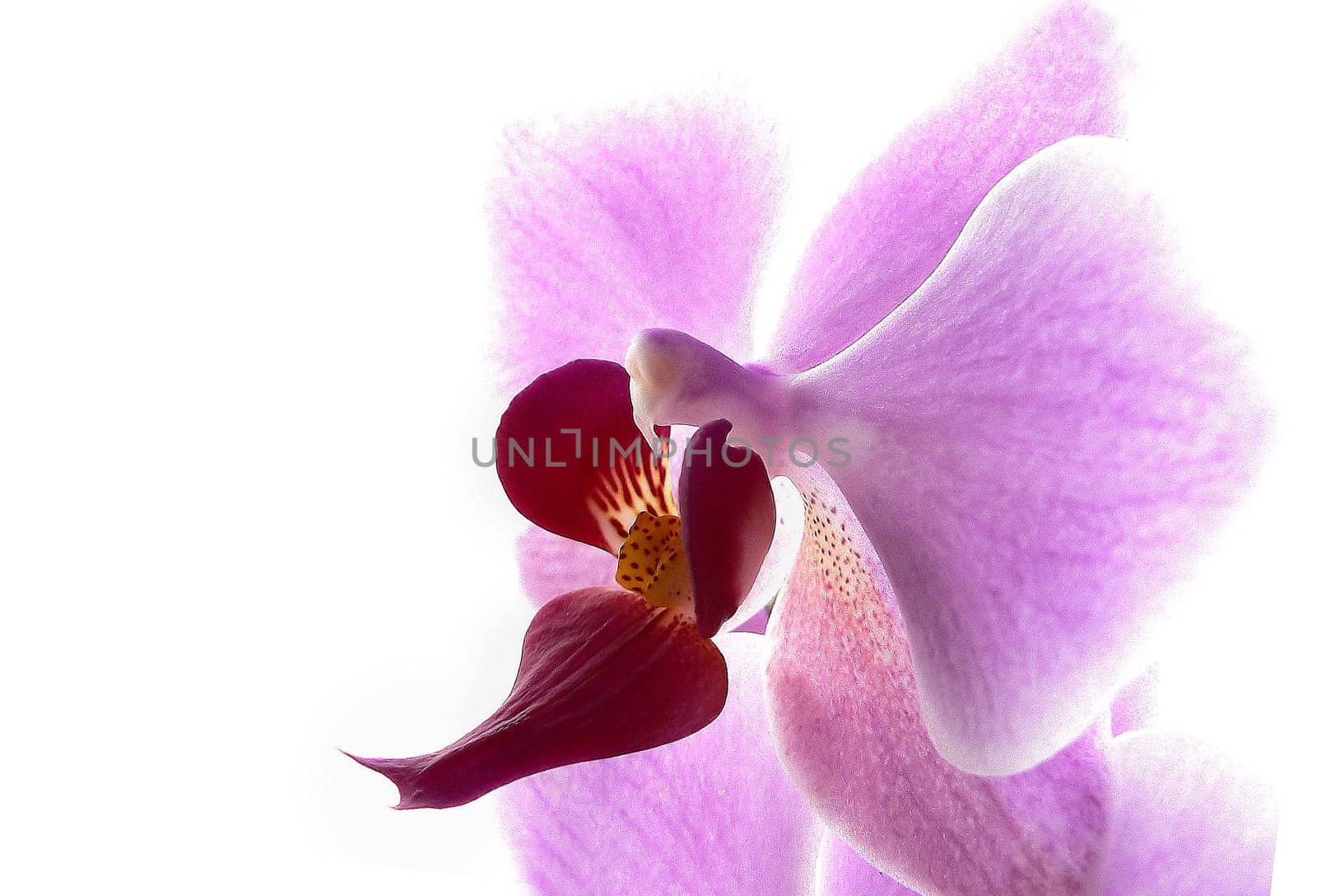 Orchidaceae in high key