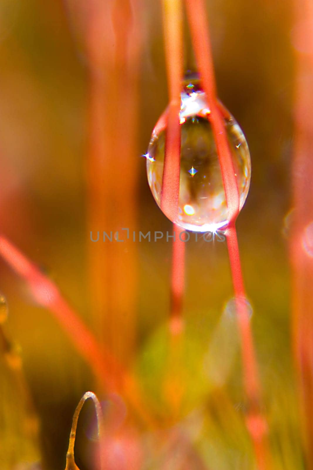 dew drops on moss stalks