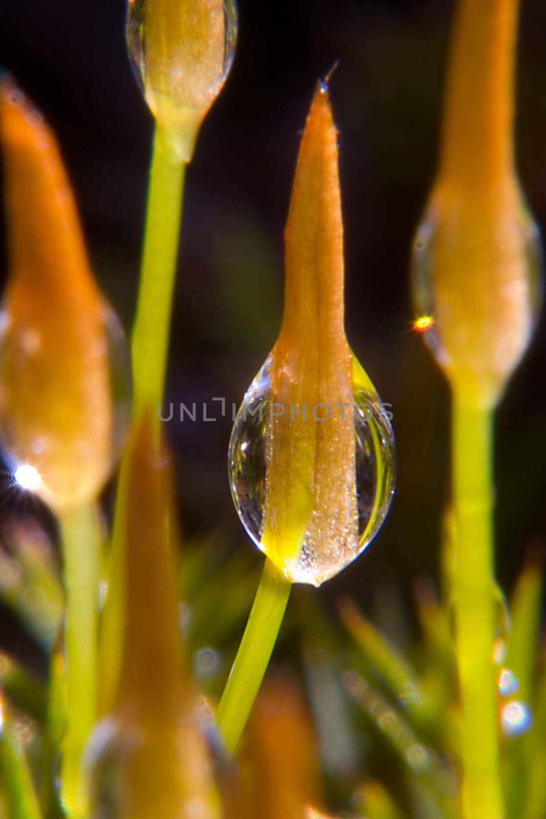 Dew