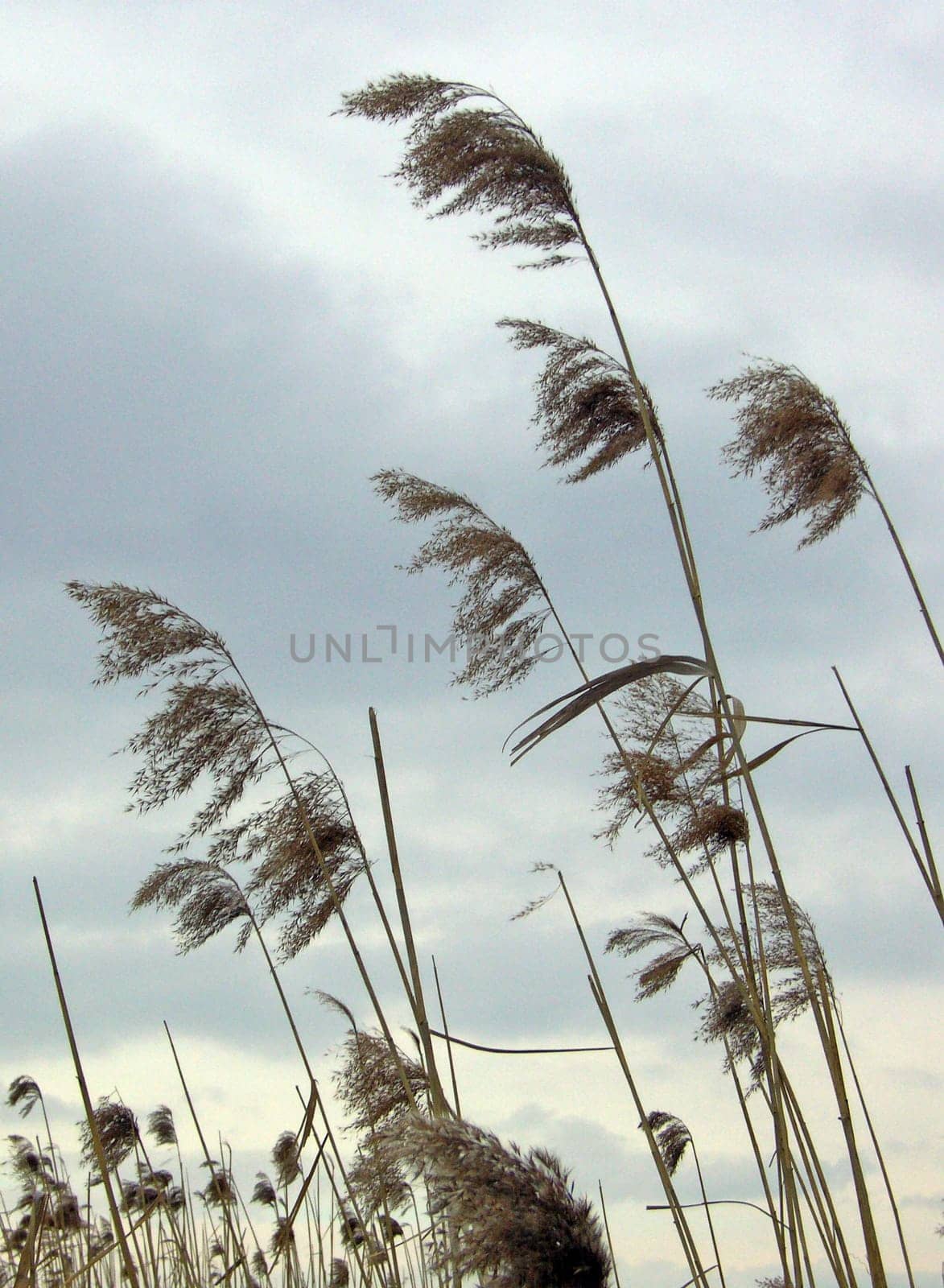 Reed