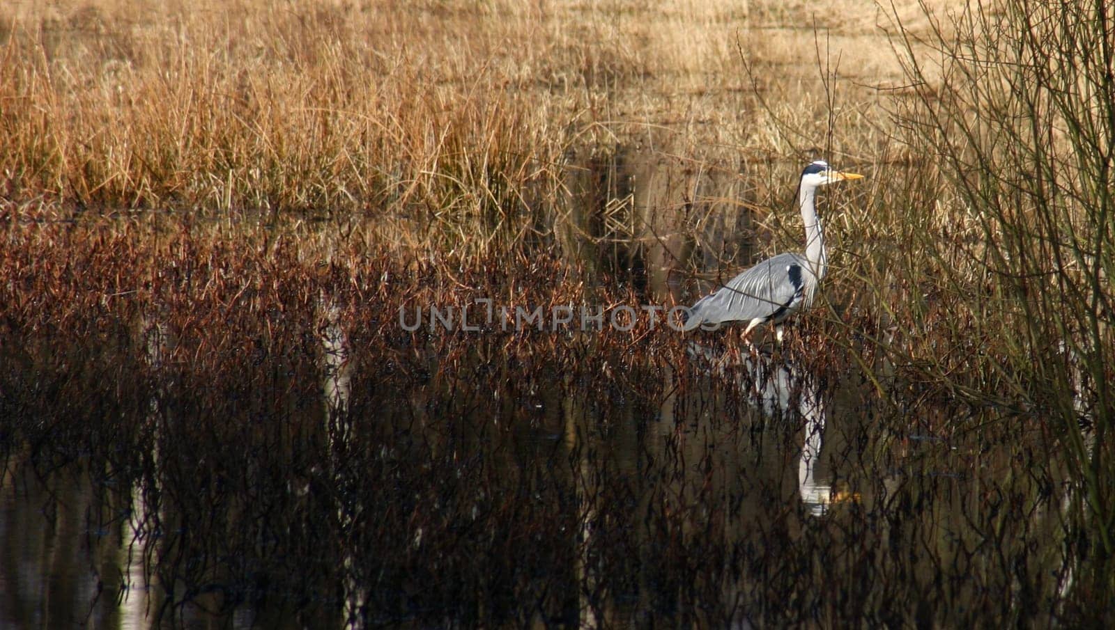 ... happened to be standing around in a pond when I was looking for new tree motifs... I couldn't get any closer,then people in red jackets came by. a little too much for this shy fellow. Greeting Bea