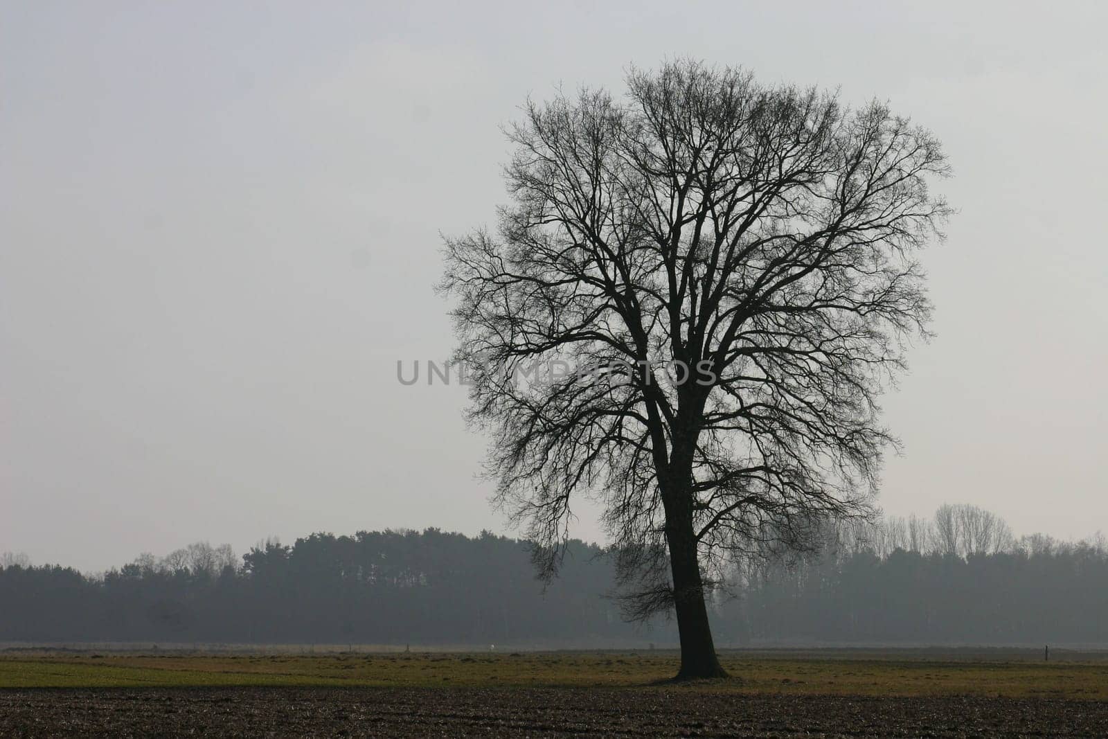 ..... a "found"" tree... which you will surely see more often. Greeting Bea"