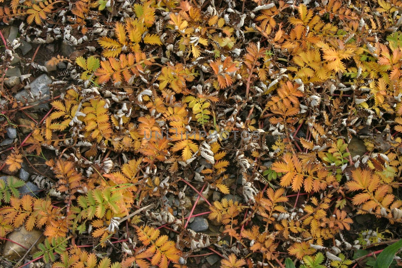 Planting in autumn