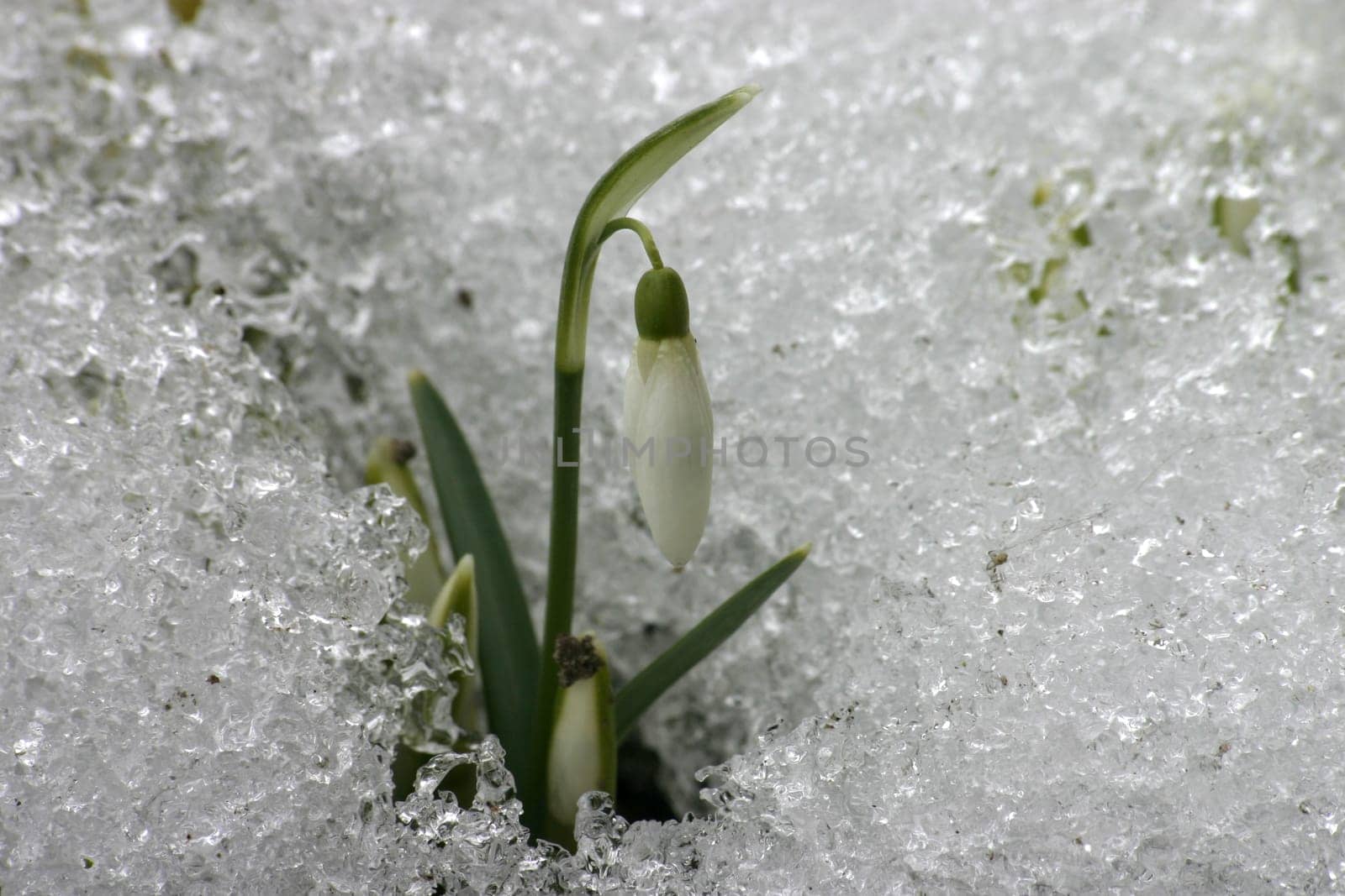 Spring Breakthrough