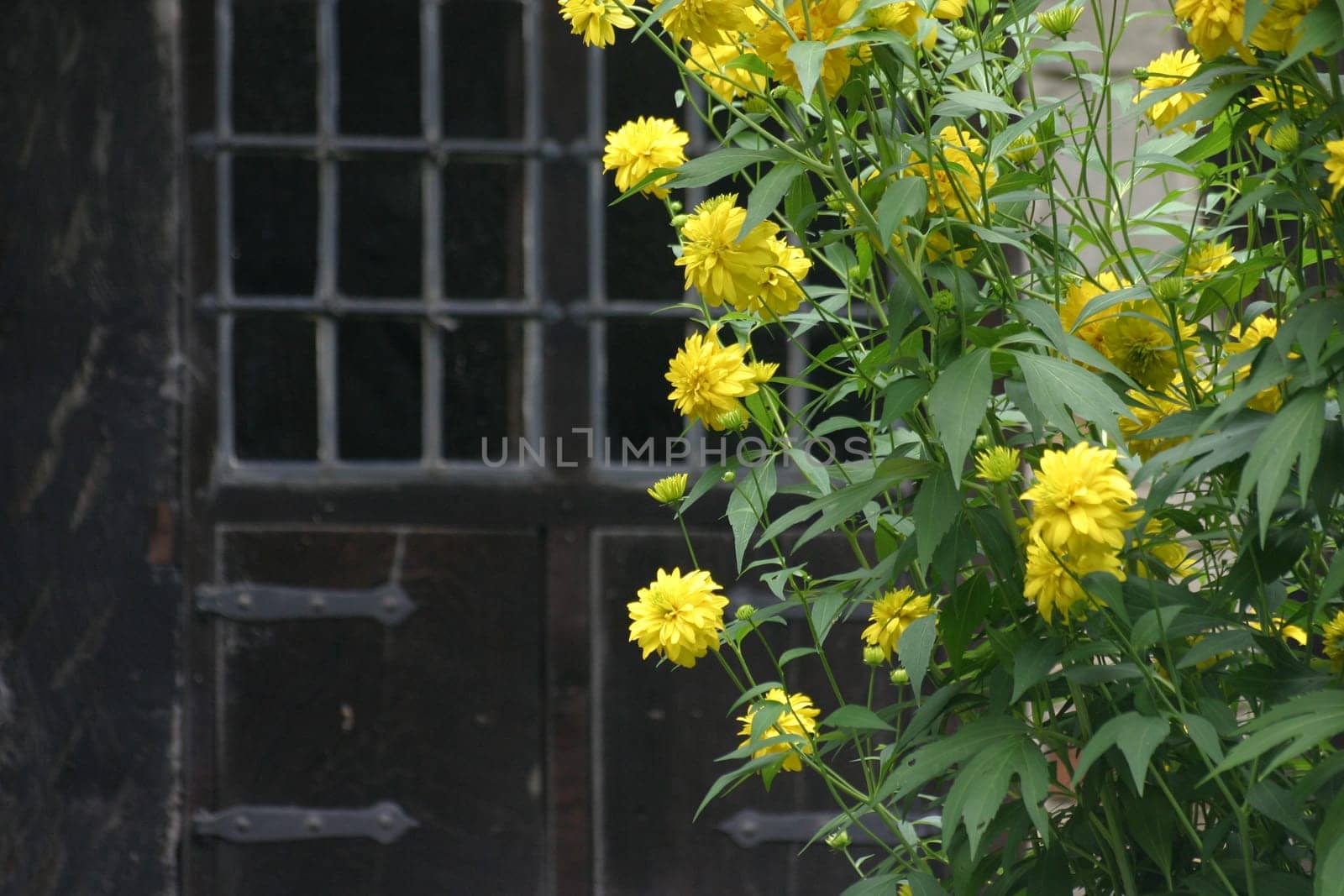 Yellow flowers in front of an old window