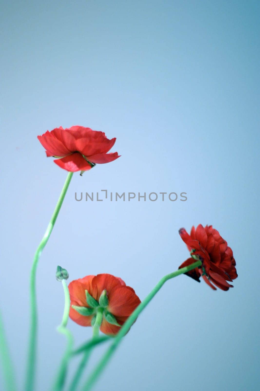 Red flowers