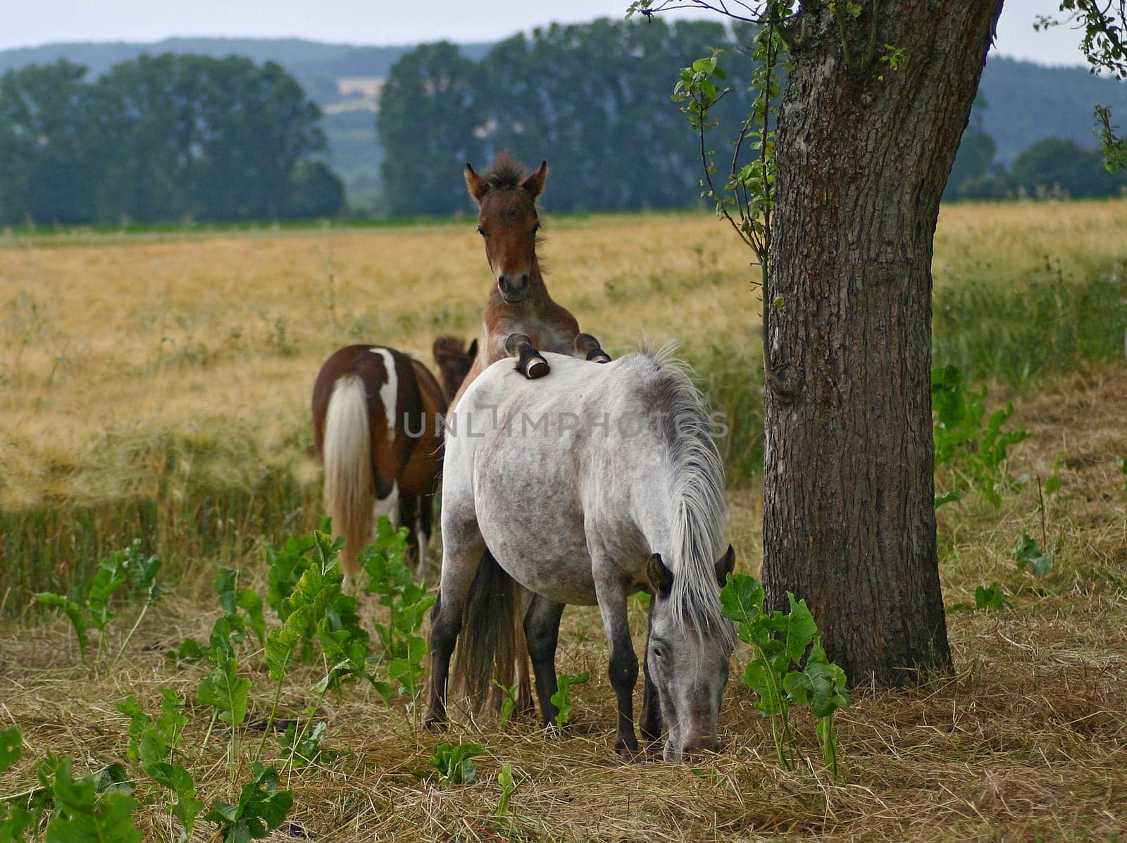 which wants to become a real stallion.