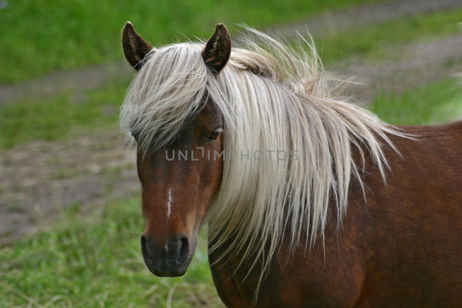 Shetty beauty
