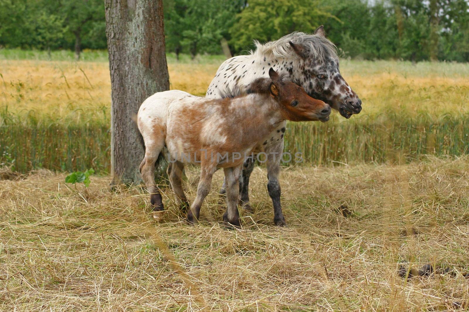 Stallion Rusty shows his son Diabolo how a real stallion fights.. -)