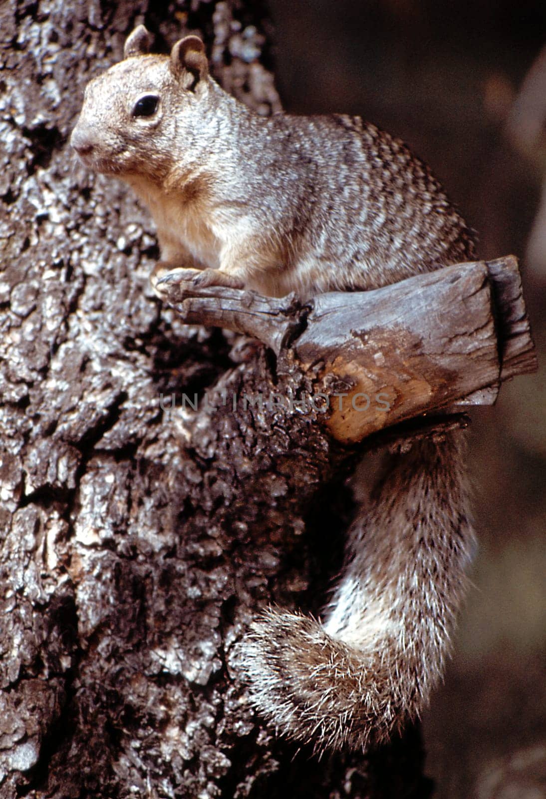 Scan from slide