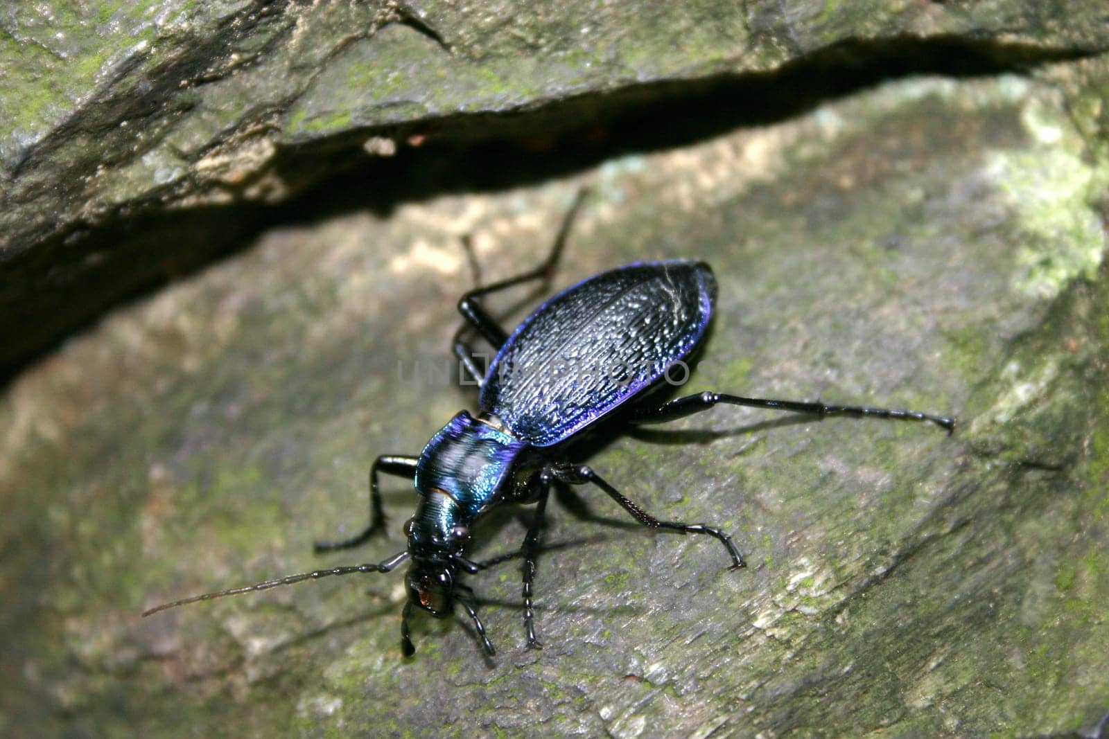 Carabus intricatus - very rare,endangered and protected native beetle