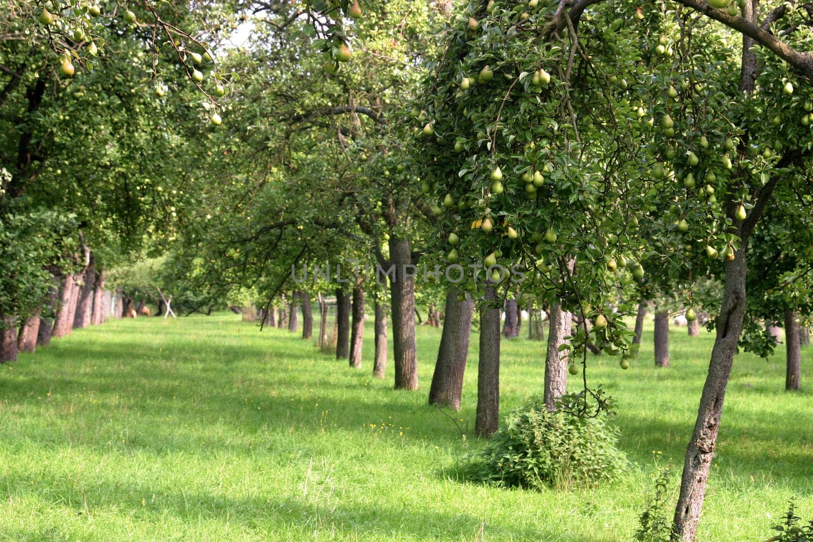 Plantation with pear trees (photographed from the public path)
