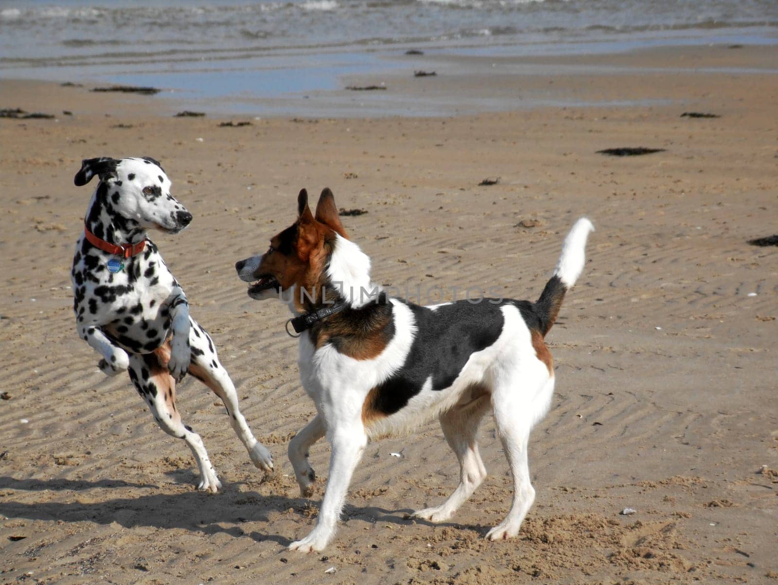 The Dalmi is mine,I don't know the other breed,maybe one of you knows it,or is it a nice mongrel?