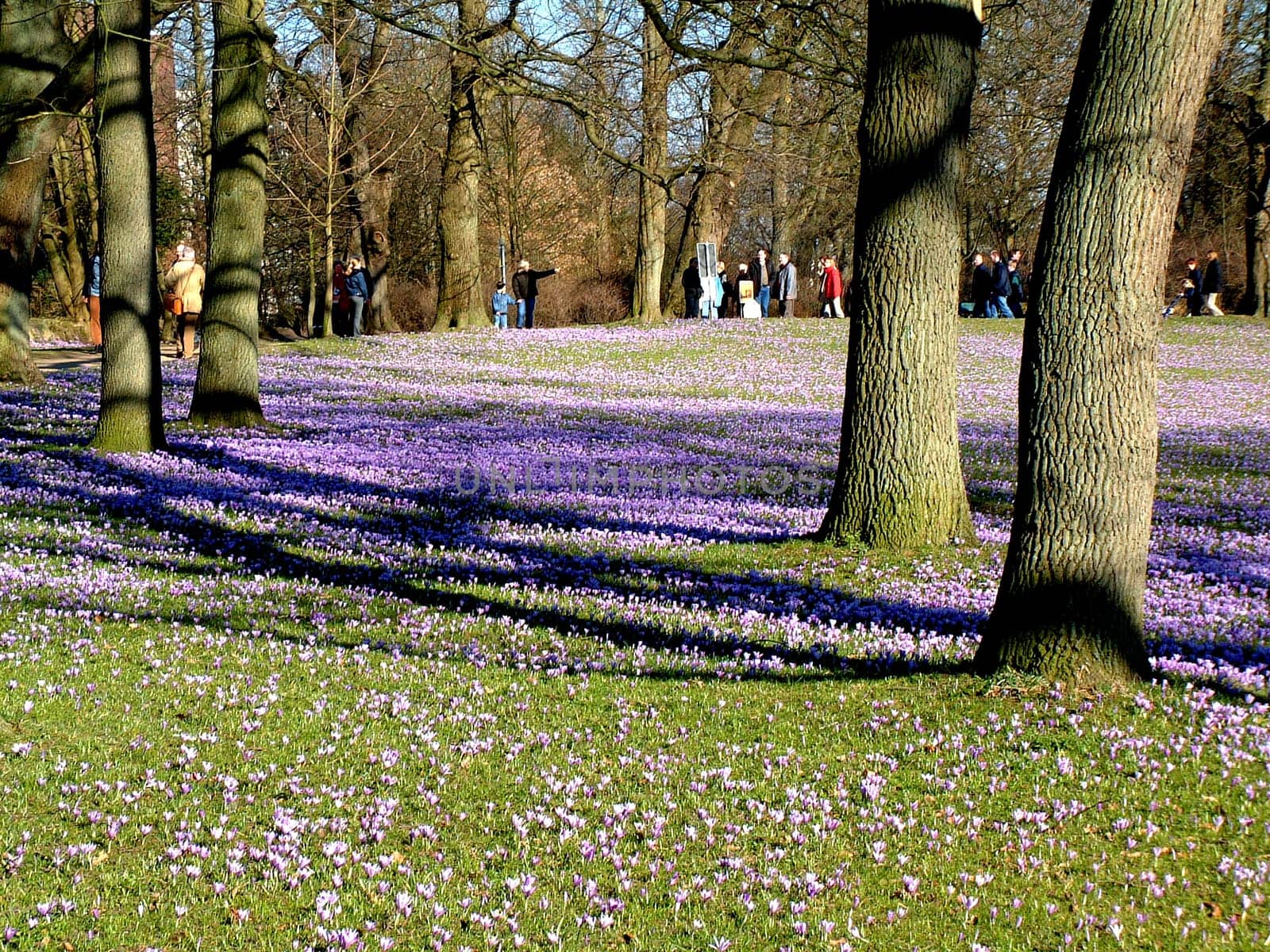 Every year at the end of March,1000s of crocuses of an old natural form bloom here. Monks used to plant them here for saffron extraction.