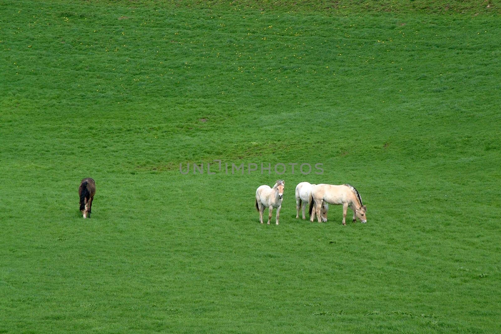 these beautiful horses