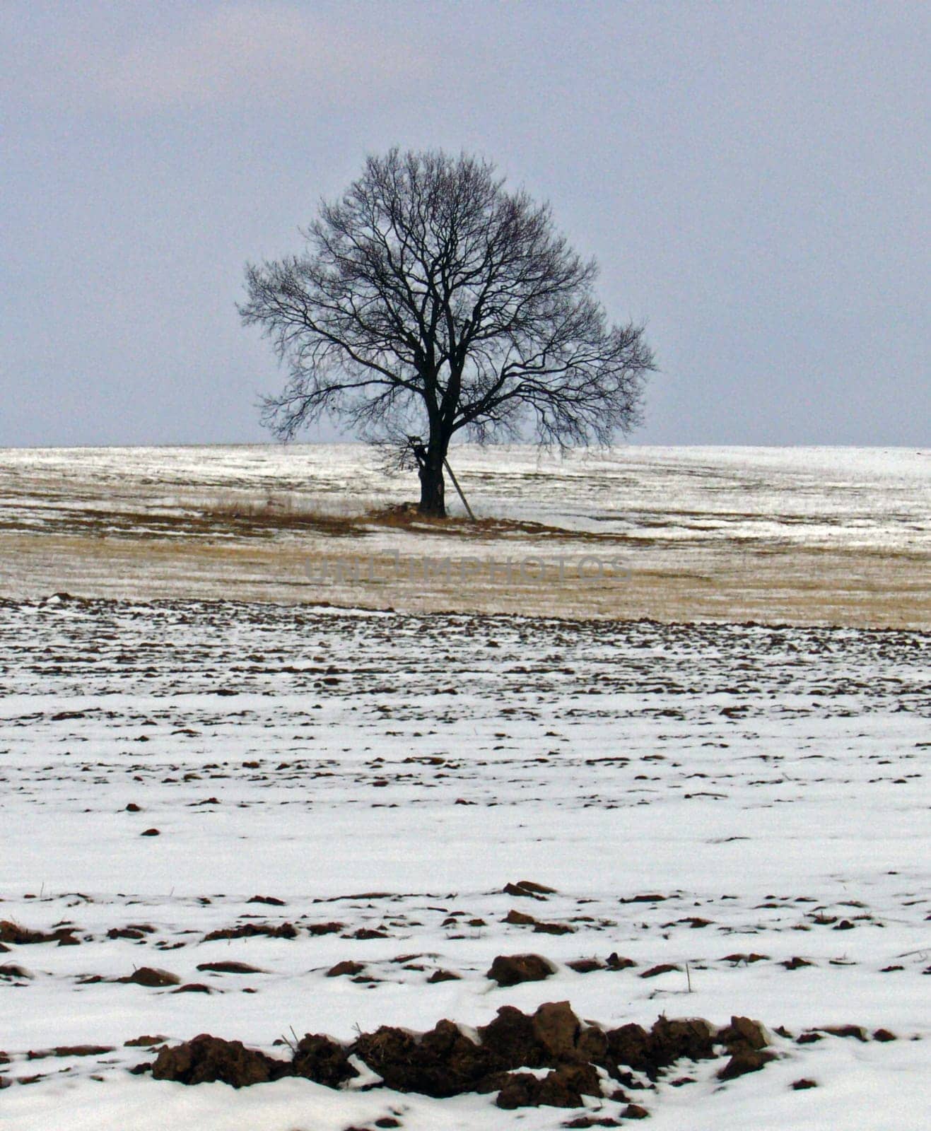 tree without christmas