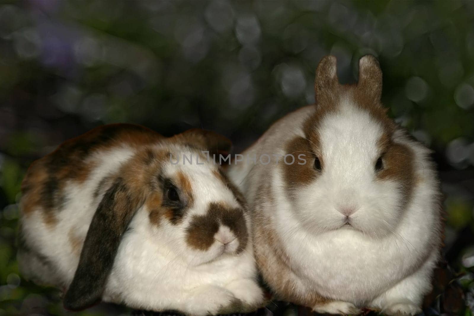 Two hares