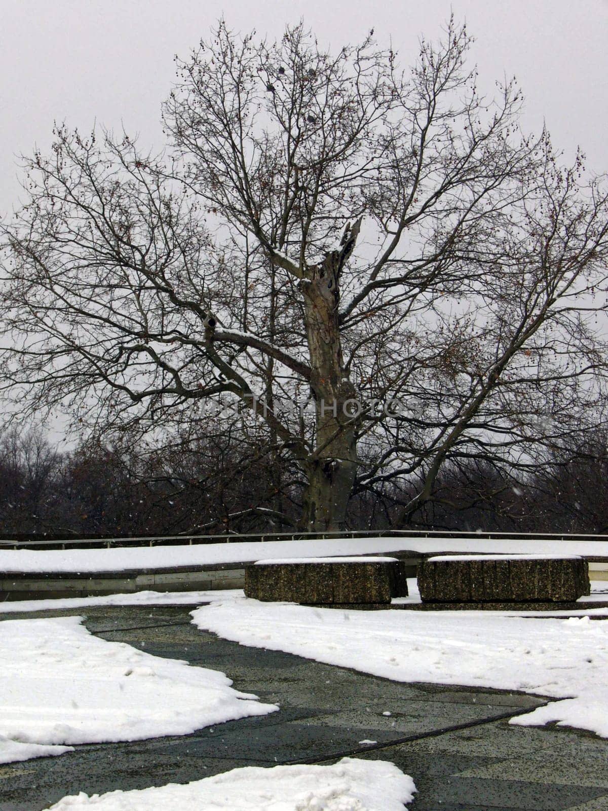 Tree in concrete