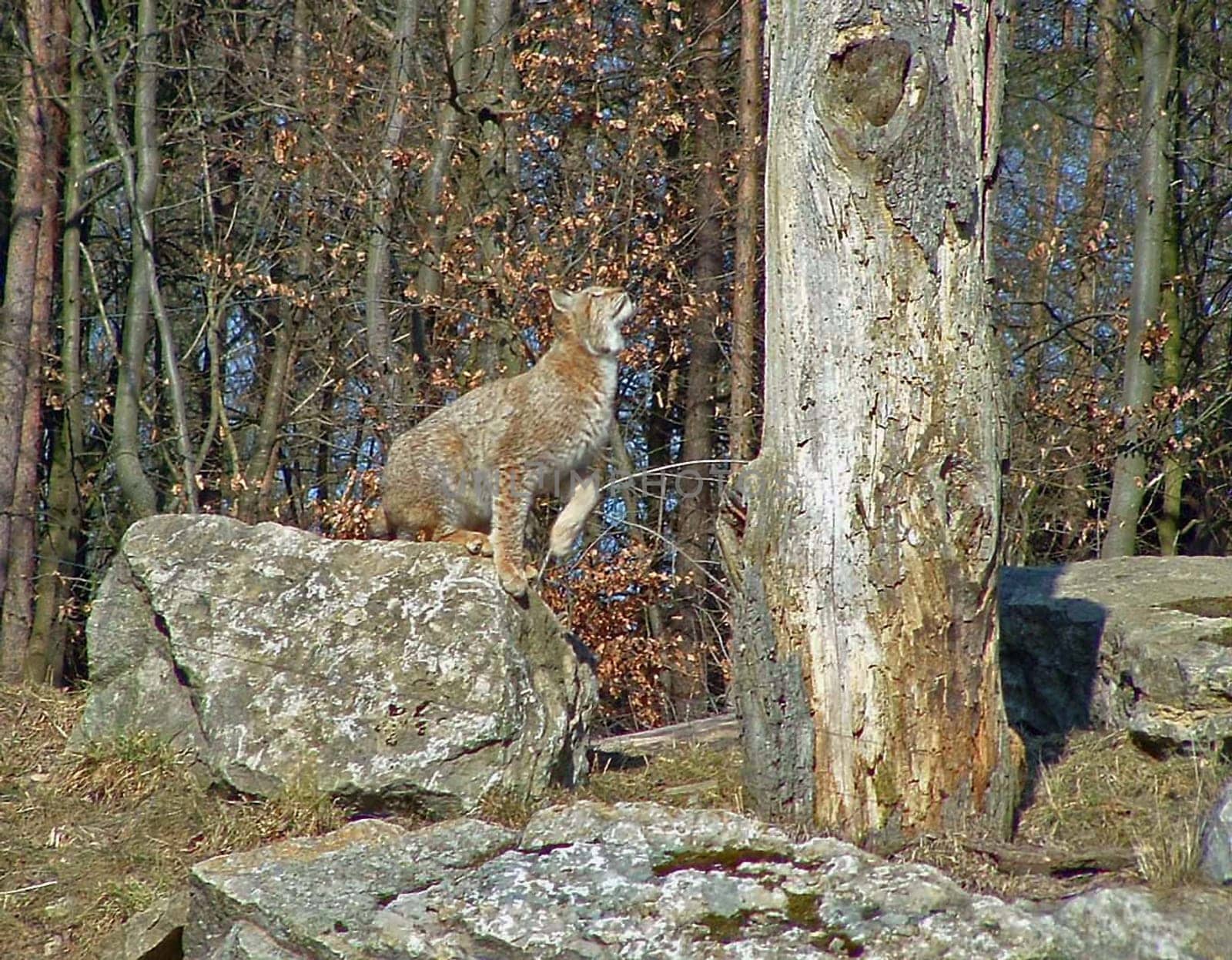 Wildlife Park Bad Mergentheim